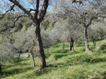 Rapallo  rustico e terreni  zona  Tuia